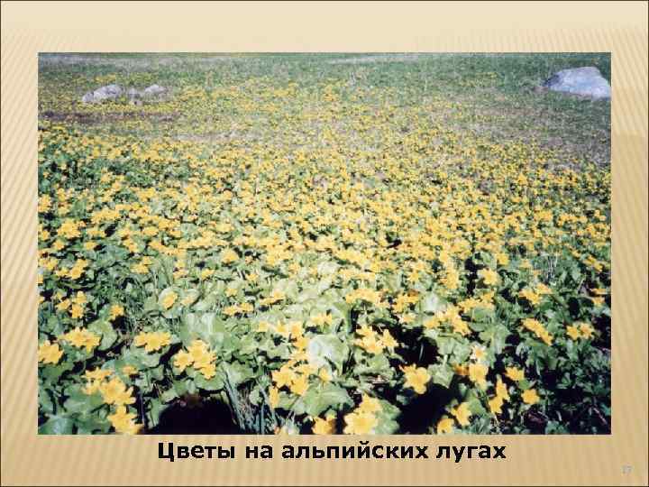 Цветы на альпийских лугах 17 