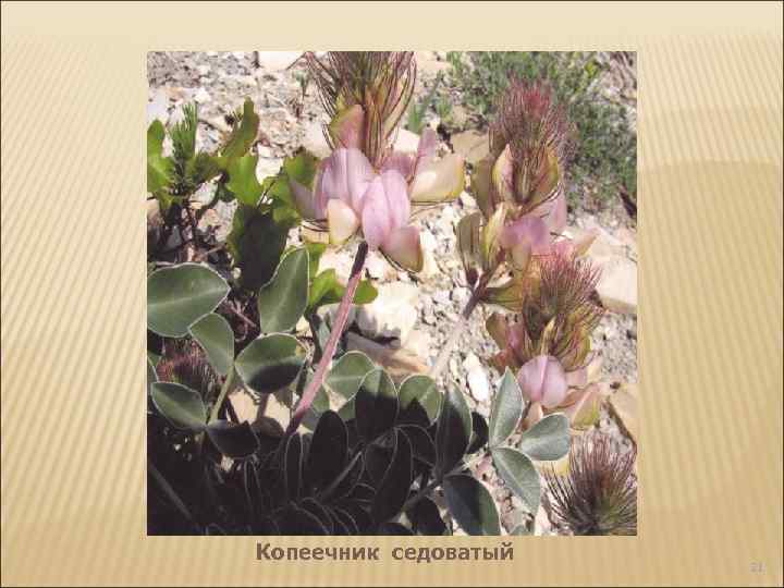 Копеечник седоватый 21 