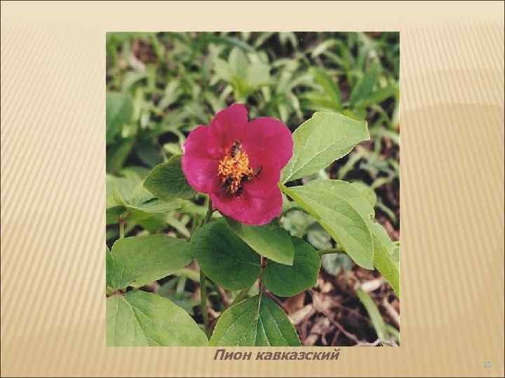 Пион кавказский 22 