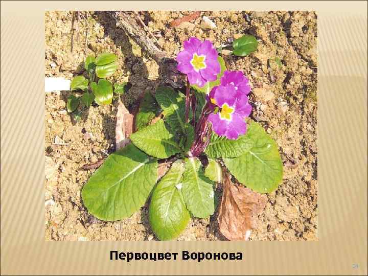Первоцвет Воронова 24 