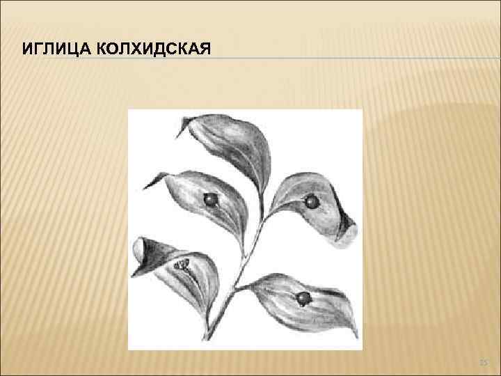 ИГЛИЦА КОЛХИДСКАЯ 25 