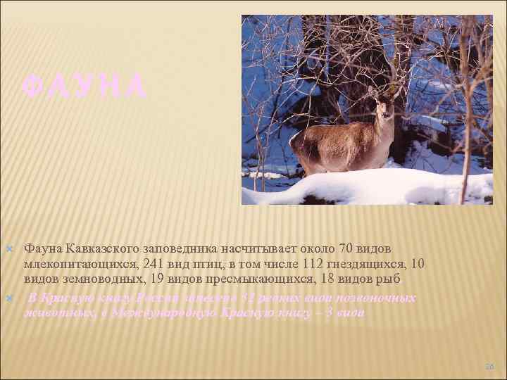 ФАУНА Фауна Кавказского заповедника насчитывает около 70 видов млекопитающихся, 241 вид птиц, в том