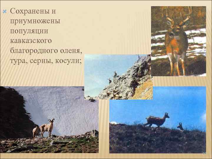 Сохранены и приумножены популяции кавказского благородного оленя, тура, серны, косули; 27 