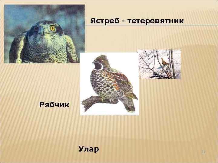 Ястреб - тетеревятник Рябчик Улар 31 