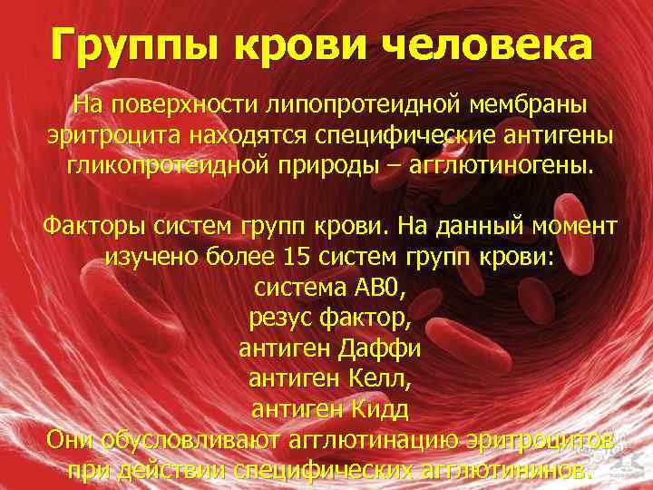 Группы крови человека На поверхности липопротеидной мембраны эритроцита находятся специфические антигены гликопротеидной природы –