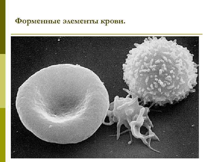 Форменные элементы крови. 