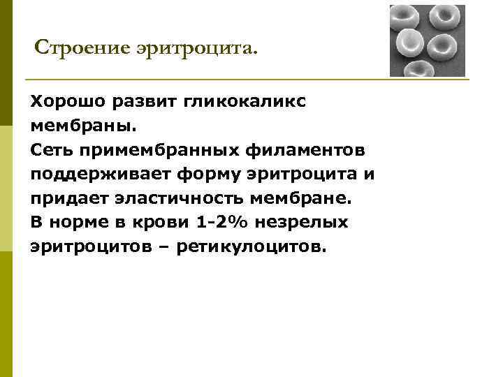 Строение эритроцита. Хорошо развит гликокаликс мембраны. Сеть примембранных филаментов поддерживает форму эритроцита и придает