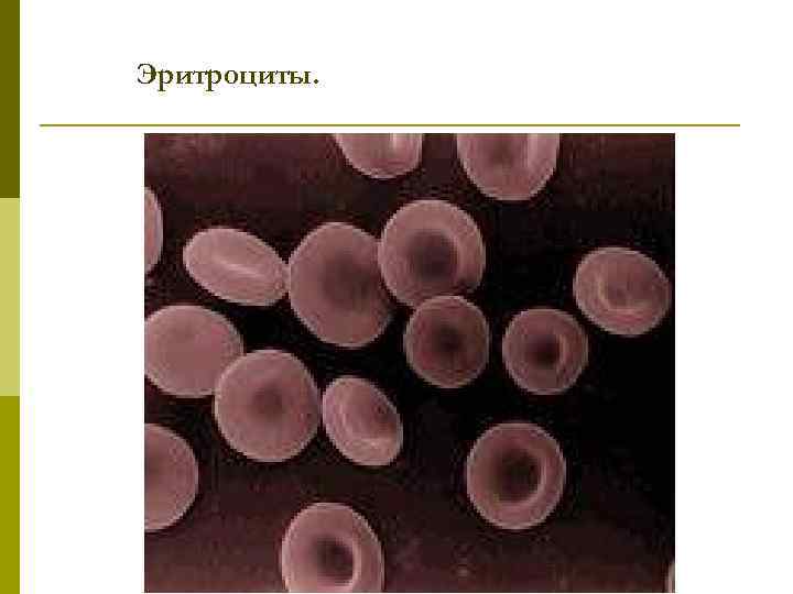 Эритроциты. 