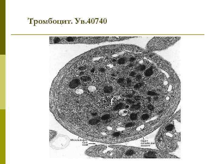 Тромбоцит. Ув. 40740 