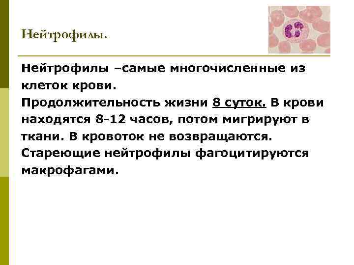 Нейтрофилы –самые многочисленные из клеток крови. Продолжительность жизни 8 суток. В крови находятся 8