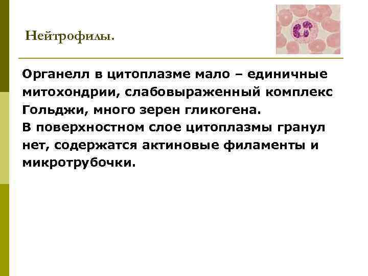 Нейтрофилы. Органелл в цитоплазме мало – единичные митохондрии, слабовыраженный комплекс Гольджи, много зерен гликогена.