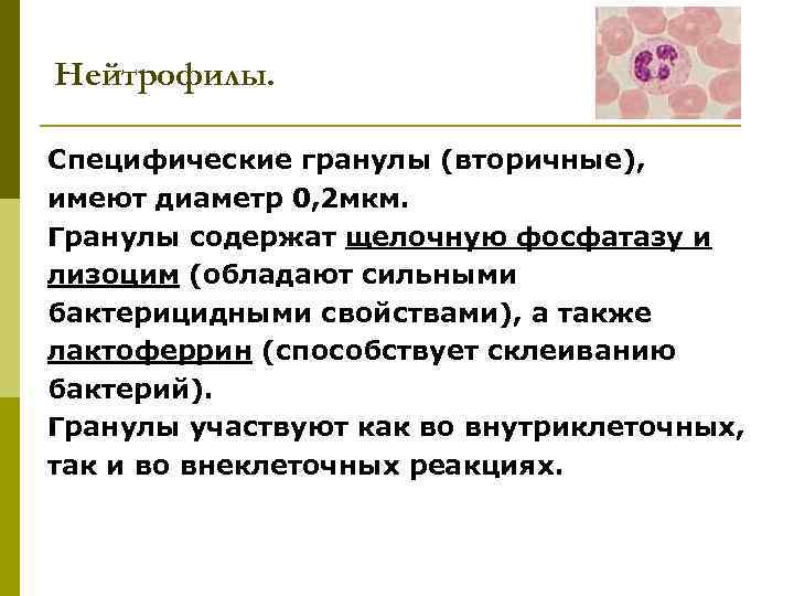 Нейтрофилы. Специфические гранулы (вторичные), имеют диаметр 0, 2 мкм. Гранулы содержат щелочную фосфатазу и