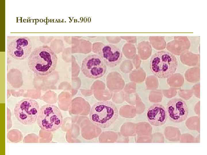 Нейтрофилы. Ув. 900 