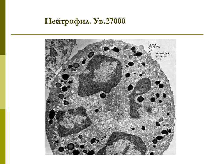 Нейтрофил. Ув. 27000 