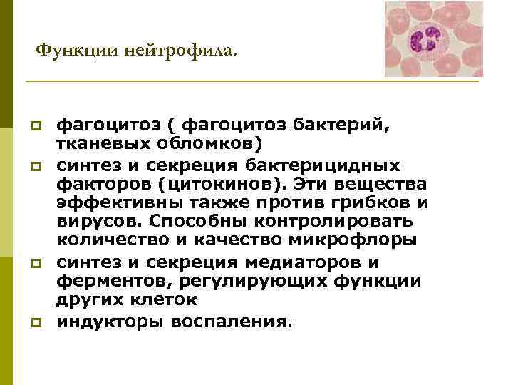 Функции нейтрофила. p p фагоцитоз ( фагоцитоз бактерий, тканевых обломков) синтез и секреция бактерицидных