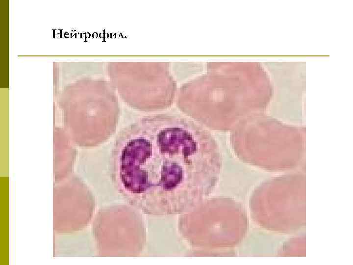 Нейтрофил. 