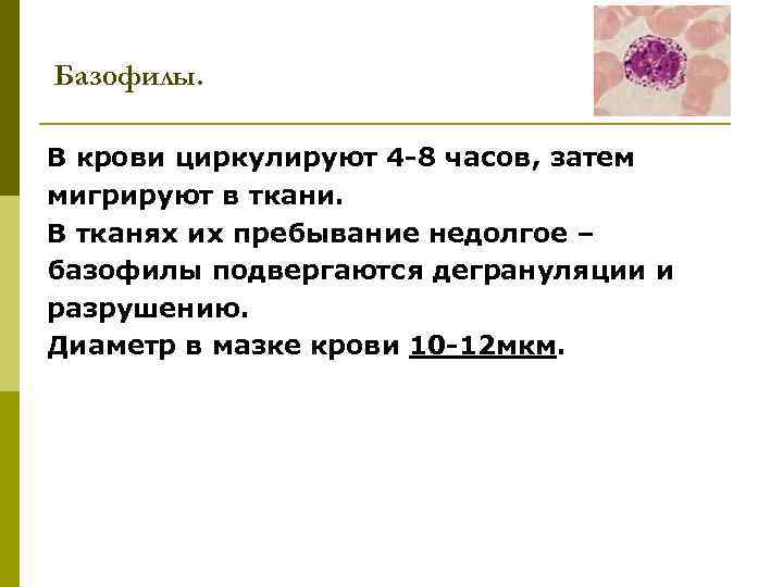 Базофилы. В крови циркулируют 4 -8 часов, затем мигрируют в ткани. В тканях их