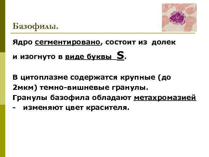 Базофилы. Ядро сегментировано, состоит из долек и изогнуто в виде буквы S. В цитоплазме