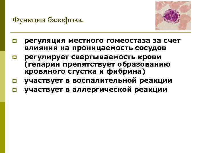 Функции базофила. p p регуляция местного гомеостаза за счет влияния на проницаемость сосудов регулирует