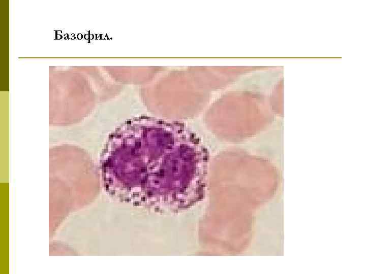 Базофил. 