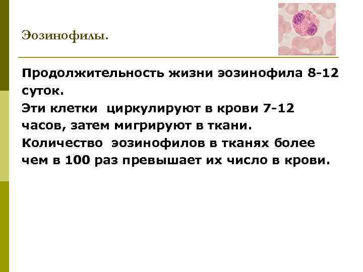Эозинофилы. Продолжительность жизни эозинофила 8 -12 суток. Эти клетки циркулируют в крови 7 -12