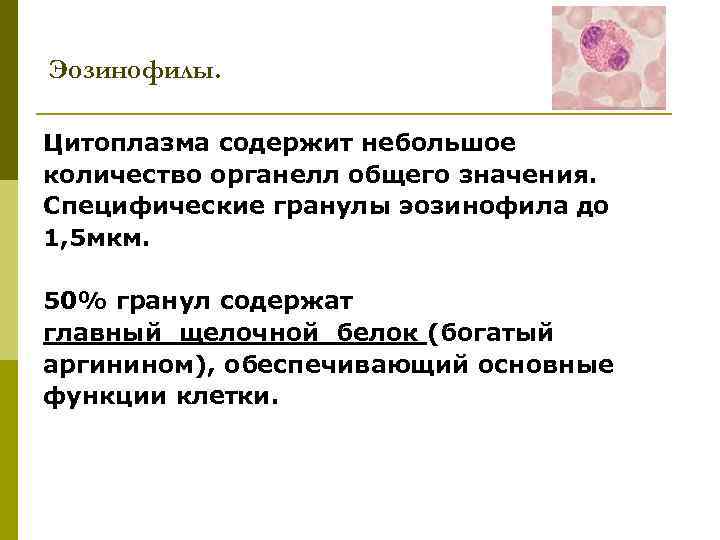 Эозинофилы. Цитоплазма содержит небольшое количество органелл общего значения. Специфические гранулы эозинофила до 1, 5
