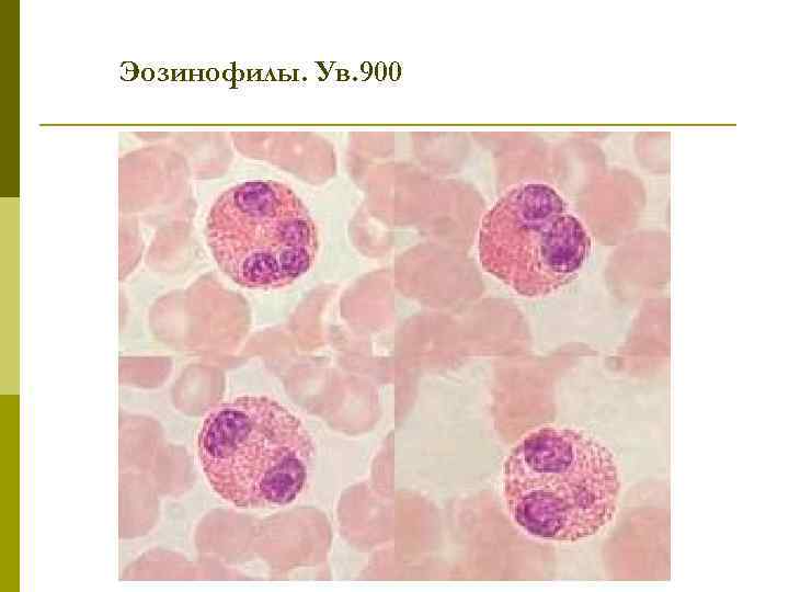 Эозинофилы. Ув. 900 