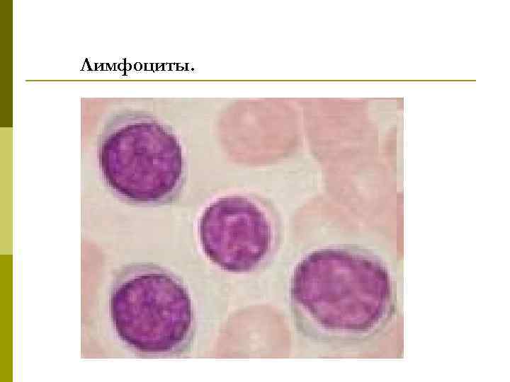 Лимфоциты. 