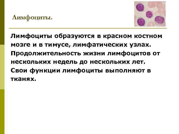 Лимфоциты образуются в красном костном мозге и в тимусе, лимфатических узлах. Продолжительность жизни лимфоцитов