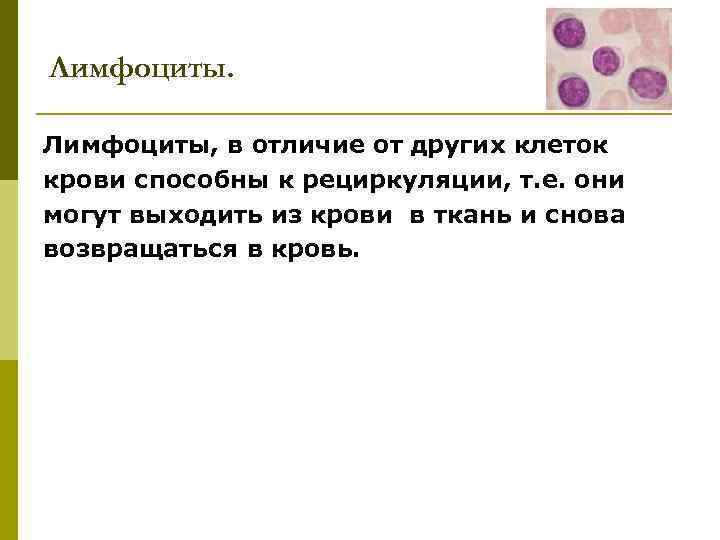 Лимфоциты, в отличие от других клеток крови способны к рециркуляции, т. е. они могут