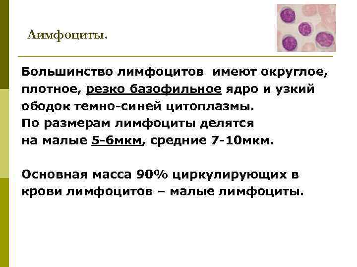 Лимфоциты. Большинство лимфоцитов имеют округлое, плотное, резко базофильное ядро и узкий ободок темно-синей цитоплазмы.