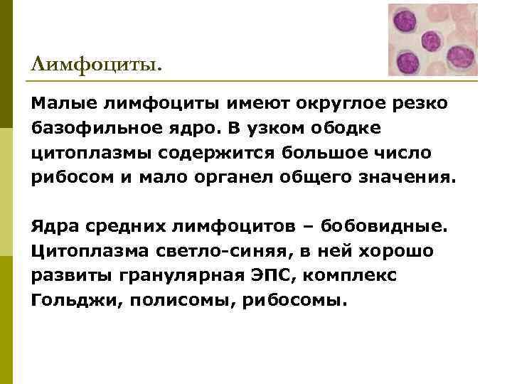 Лимфоциты. Малые лимфоциты имеют округлое резко базофильное ядро. В узком ободке цитоплазмы содержится большое