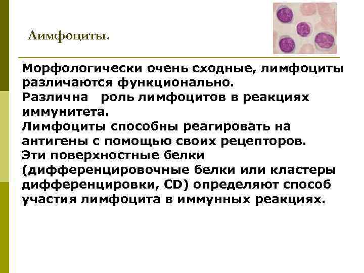Лимфоциты. Морфологически очень сходные, лимфоциты различаются функционально. Различна роль лимфоцитов в реакциях иммунитета. Лимфоциты