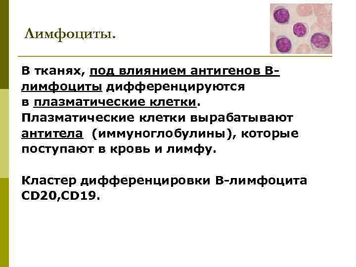 Лимфоциты. В тканях, под влиянием антигенов Влимфоциты дифференцируются в плазматические клетки. Плазматические клетки вырабатывают