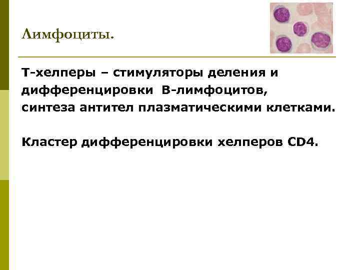 Лимфоциты. Т-хелперы – стимуляторы деления и дифференцировки В-лимфоцитов, синтеза антител плазматическими клетками. Кластер дифференцировки