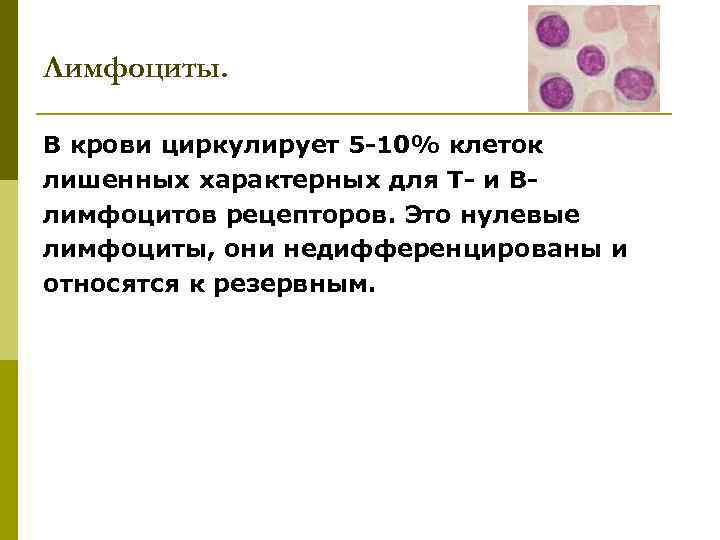 Лимфоциты. В крови циркулирует 5 -10% клеток лишенных характерных для Т- и Влимфоцитов рецепторов.
