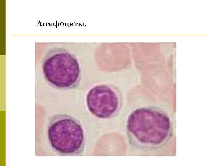 Лимфоциты. 