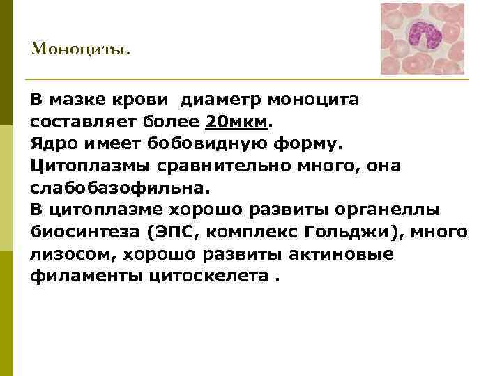 Моноциты. В мазке крови диаметр моноцита составляет более 20 мкм. Ядро имеет бобовидную форму.