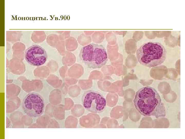 Моноциты. Ув. 900 