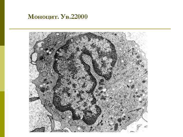 Моноцит. Ув. 22000 