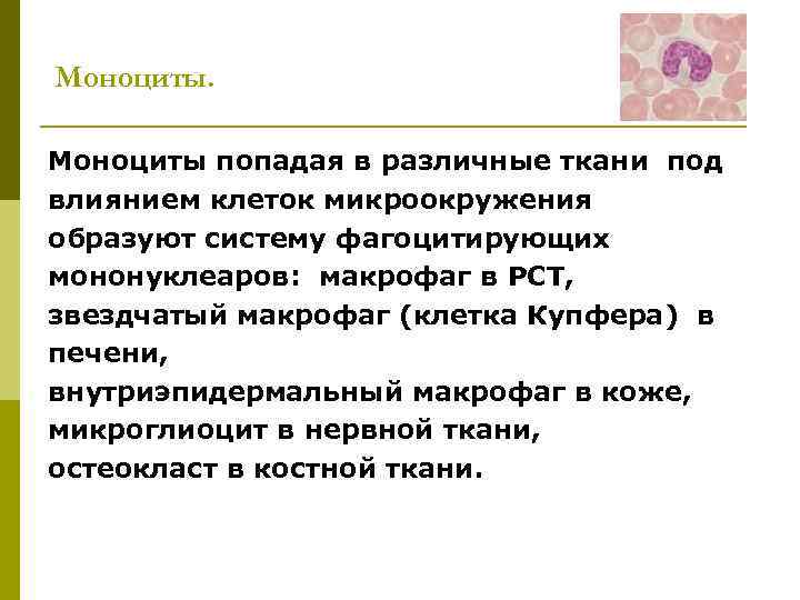 Моноциты попадая в различные ткани под влиянием клеток микроокружения образуют систему фагоцитирующих мононуклеаров: макрофаг