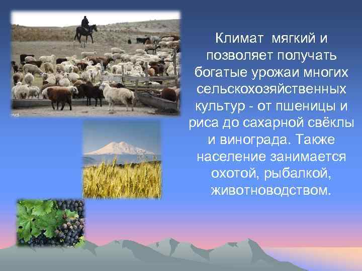 Климат мягкий и позволяет получать богатые урожаи многих сельскохозяйственных культур - от пшеницы и