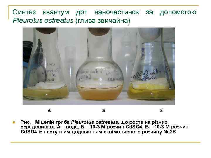 Синтез квантум дот наночастинок за допомогою Pleurotus ostreatus (глива звичайна) А n Б В