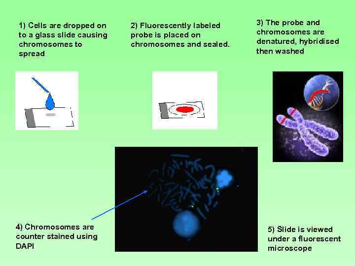 1) Cells are dropped on to a glass slide causing chromosomes to spread 4)