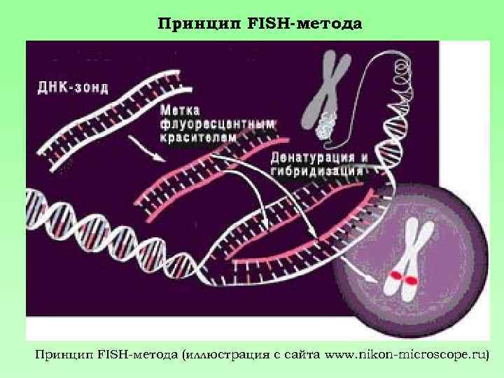 Принцип FISH-метода (иллюстрация с сайта www. nikon-microscope. ru) 