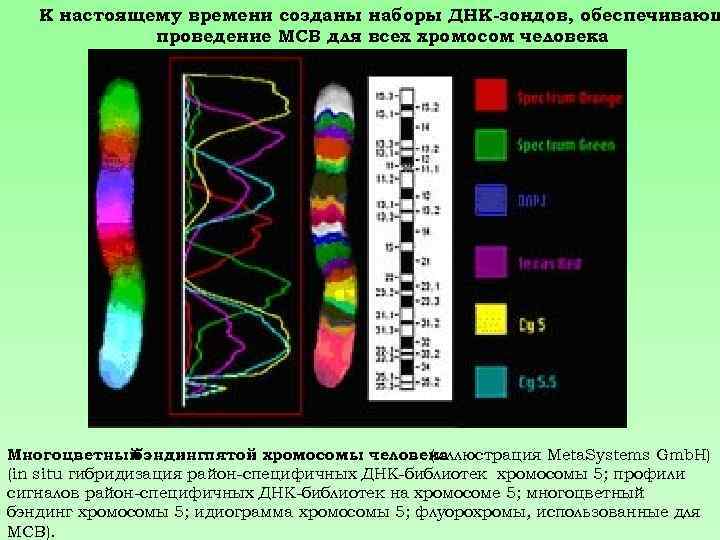 К настоящему времени созданы наборы ДНК-зондов, обеспечивающ проведение МСВ для всех хромосом человека Многоцветный
