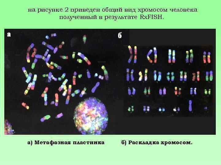 на рисунке 2 приведен общий вид хромосом человека полученный в результате Rх. FISH. а)