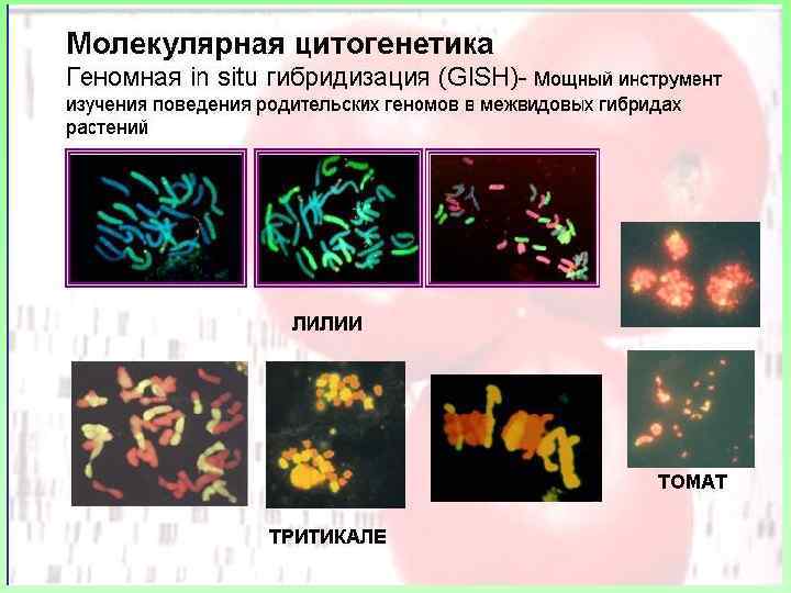 Флуоресцентная гибридизация in situ презентация