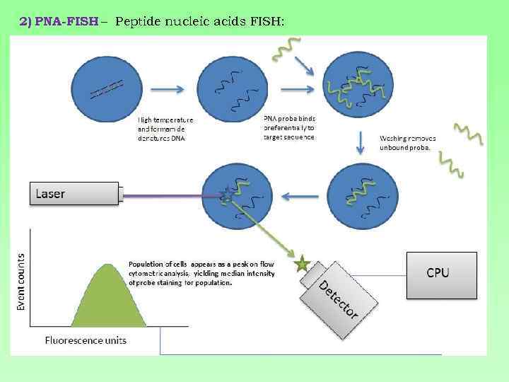 2) PNA-FISH – Peptide nucleic acids FISH: 
