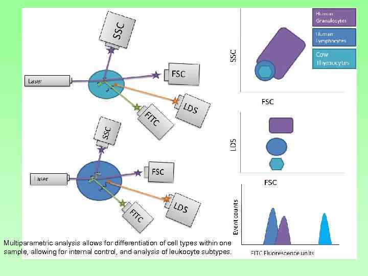 Multiparametric analysis allows for differentiation of cell types within one sample, allowing for internal